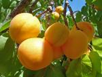 Кыргызстан обвинил Казахстан в неправомерном возврате 330 тонн овощей и фруктов