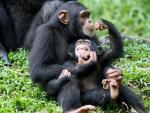 Шимпанзе оказались равнодушны друг к другу