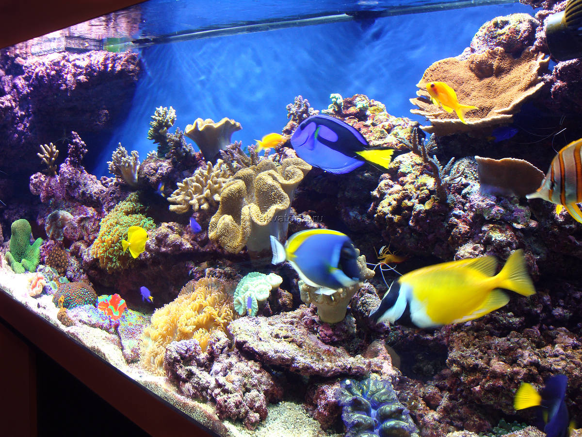 Морские рыбки купить. Морской аквариум. Рифовый аквариум. Морские рыбки для аквариума. Рыбный морской аквариум.